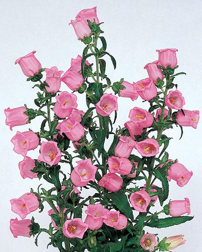 Campanule Champion rose pâle - CAMPANULA