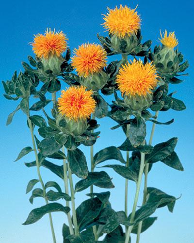 Carthamus orange - CARTHAMUS TINCTORIUS