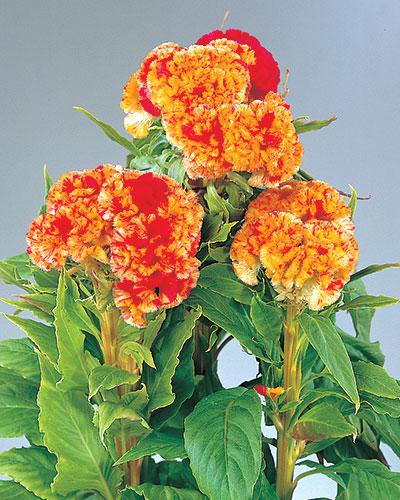 Celosie Chief bicolore - CELOSIA CRISTATA