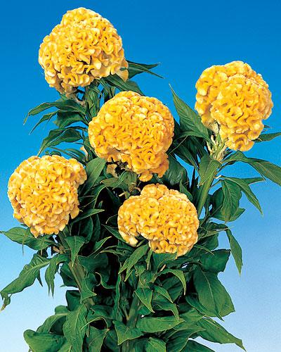 Celosie Chief jaune - CELOSIA CRISTATA