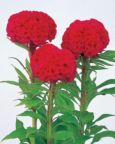 Celosie Chief rose carmin - CELOSIA CRISTATA