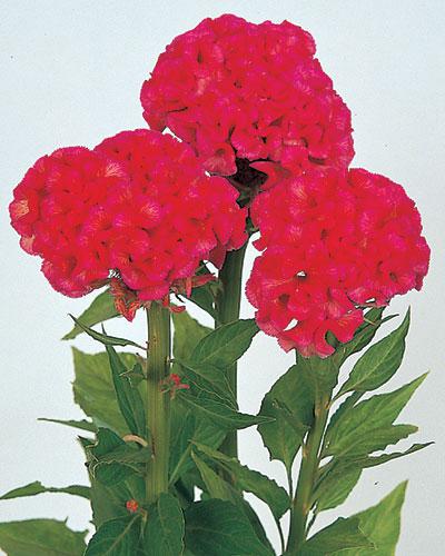 Celosie Chief rose clair - CELOSIA CRISTATA