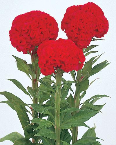 Celosie Chief rouge écarlate - CELOSIA CRISTATA