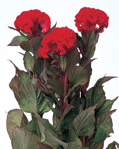 Celosie Chief rouge foncé - CELOSIA CRISTATA