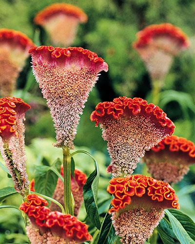 Celosie Bombay orange - CELOSIA CRISTATA