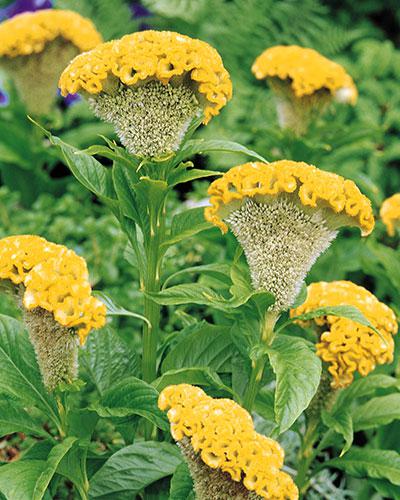 Celosie Bombay jaune or - CELOSIA CRISTATA
