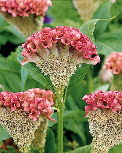 Celosie Bombay rose pâle - CELOSIA CRISTATA