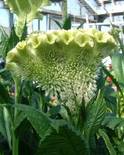 Celosie Andréa verte - CELOSIA CRISTATA