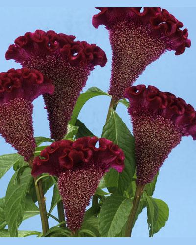 Celosie Bombay Bordeaux - CELOSIA CRISTATA