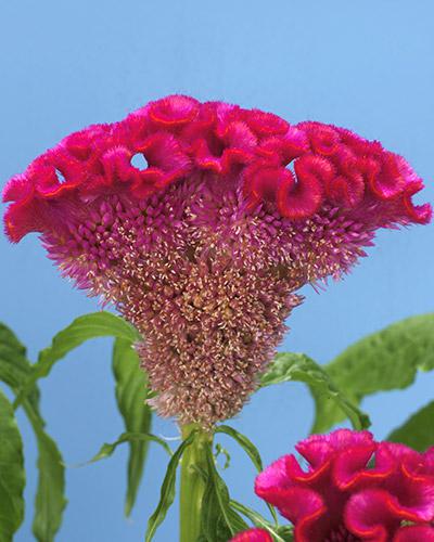 Celosie Bombay Candy - CELOSIA CRISTATA
