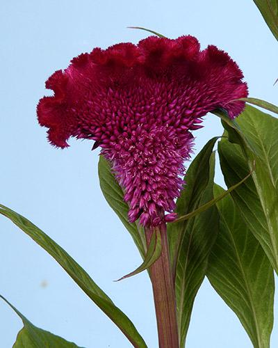 Celosie Bombay Cherry - CELOSIA CRISTATA