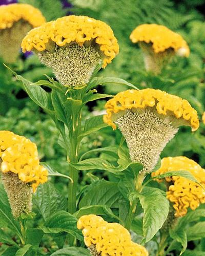 Celosie Bombay Fidor - CELOSIA CRISTATA