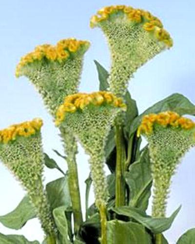 Celosie Bombay Figo - CELOSIA CRISTATA