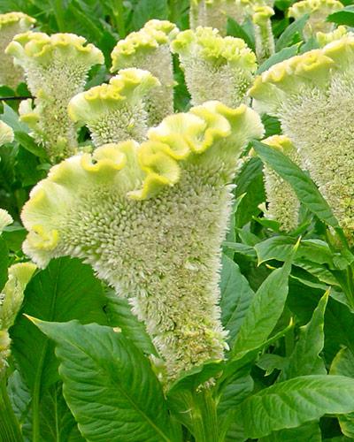 Celosie Bombay Filemon - CELOSIA CRISTATA