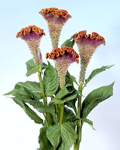 Celosie Bombay Fiora - CELOSIA CRISTATA