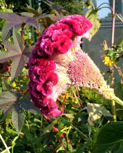 Celosie Bombay Firosa - CELOSIA CRISTATA