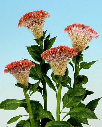 Celosie Bombay Fisal - CELOSIA CRISTATA