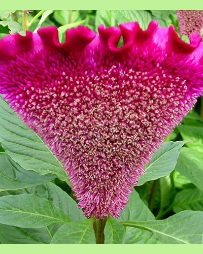 Celosie Bombay Fivio - CELOSIA CRISTATA