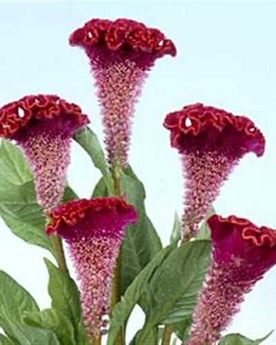 Celosie Bombay rouge ecarlate - CELOSIA CRISTATA