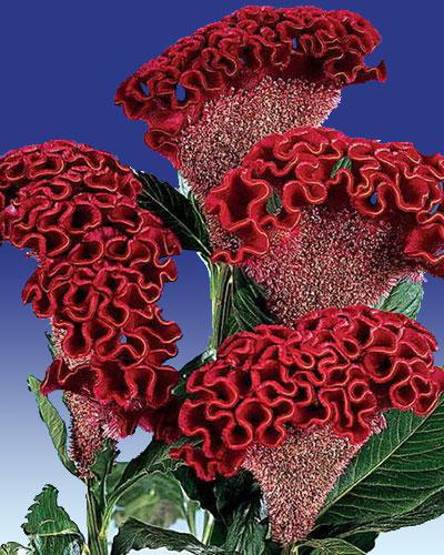 Celosie Bombay rouge foncé - CELOSIA CRISTATA