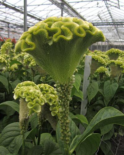 Celosie Bombay vert - CELOSIA CRISTATA