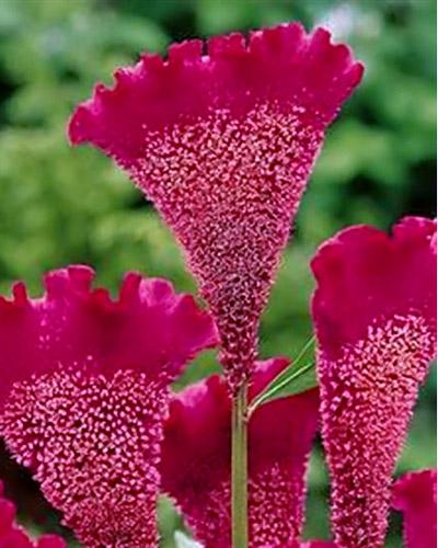 Celosie Bombay violet - CELOSIA CRISTATA