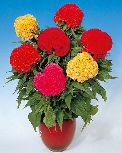Celosie Chief mélange varié - CELOSIA CRISTATA