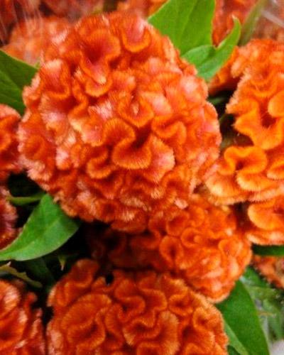 Celosie Chief orange - CELOSIA CRISTATA