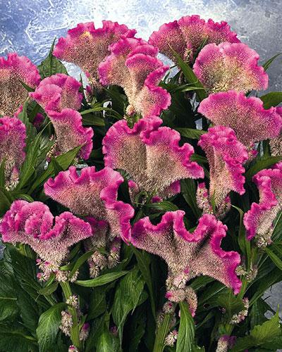 Celosie Martine Pink - CELOSIA CRISTATA