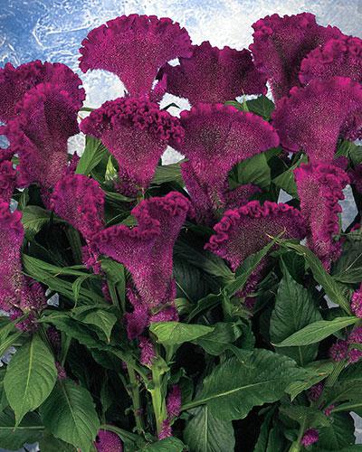 Celosie Martine Purple - CELOSIA CRISTATA