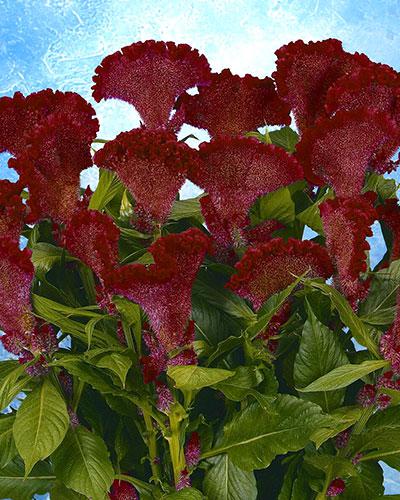Celosie Martine Scarlet - CELOSIA CRISTATA