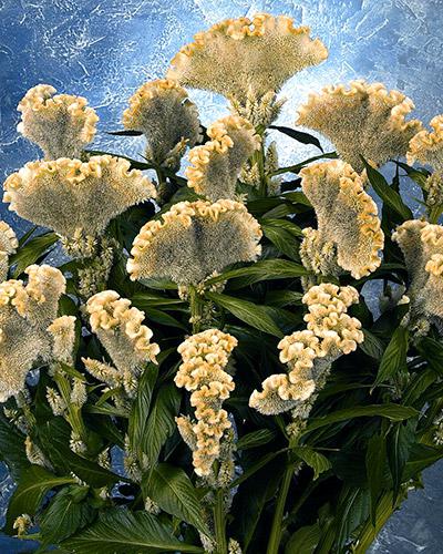 Celosie Martine Yellow - CELOSIA CRISTATA