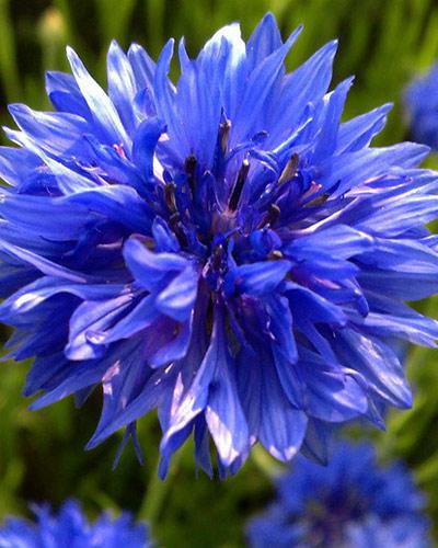 Centaurée cyanus bleu - BLEUET
