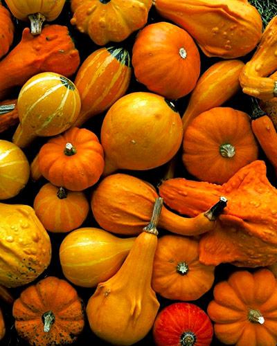 Coloquinte Mélange varié à petits et gros fruits - CUCURBITA