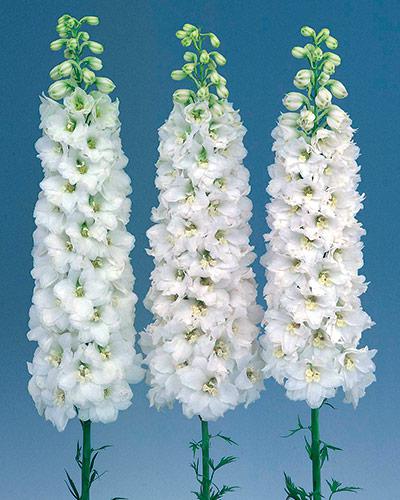 Delphinium Candle F1 blanc - DELPHINIUM X CULTORUM