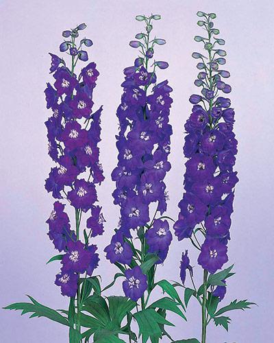 Delphinium Candle F1 bleu - DELPHINIUM X CULTORUM