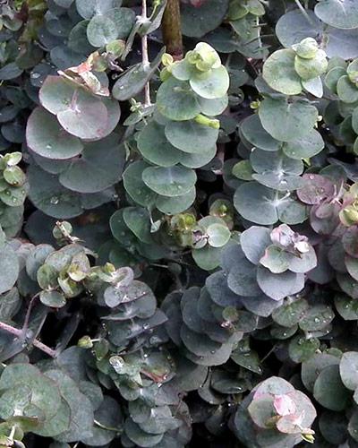 Eucalyptus Cinerea - EUCALYPTUS