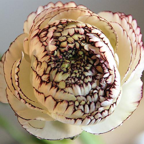 Renoncule friandine blanc strié 11095 - RANUNCULUS ASIATICUS