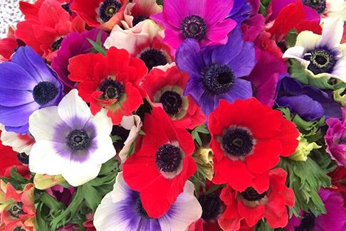 Gammes de fleurs du Comptoir Paulinois