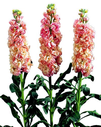 Giroflée Iron abricot - MATTHIOLA INCANA