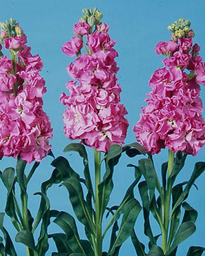 Giroflée Iron rose pink - MATTHIOLA INCANA
