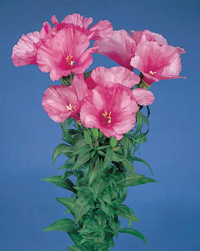 Godetia Grace lavande - GODETIA AMOENA