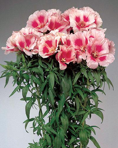 Godetia Grace rose pink - GODETIA AMOENA