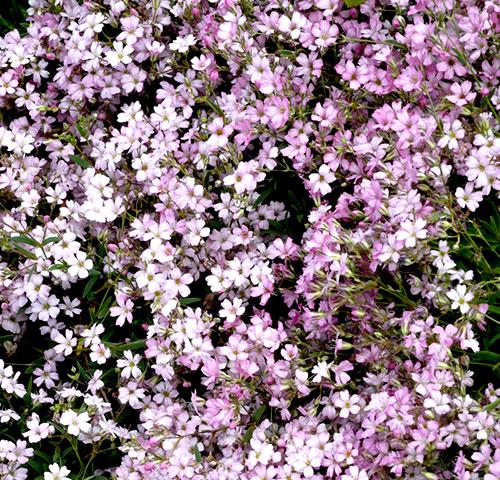 Gypsophile annuel rose - GYPSOPHILA ELEGANS
