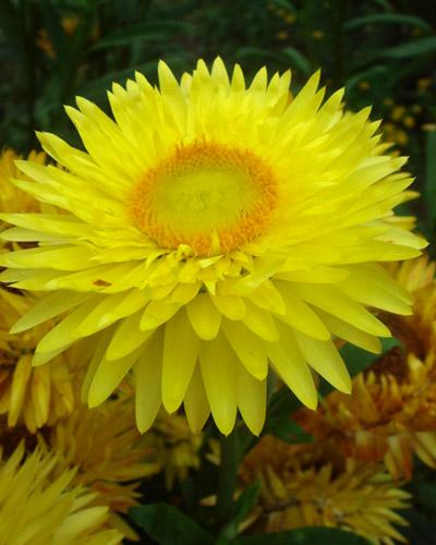 Immortelle a bractée jaune citron - HELICHRYSUM BRACTEATUM