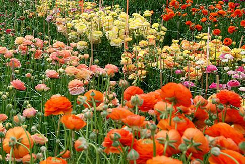 Autres informations sur le Comptoir Paulinois