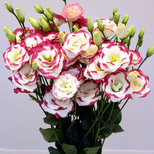 Lisianthus Excalibur hot lips - EUSTOMA GRANDIFLORUM