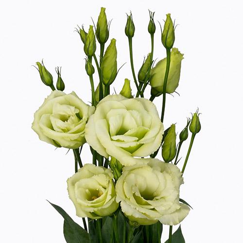 Lisianthus Excalibur jade - EUSTOMA GRANDIFLORUM
