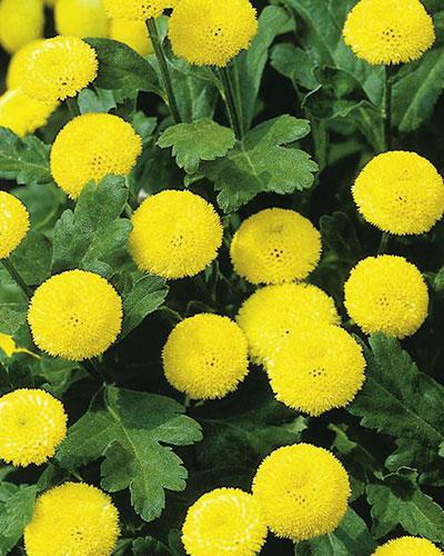 Matricaire Goldenball - CHRYSANTHEMUM PARTHENIUM