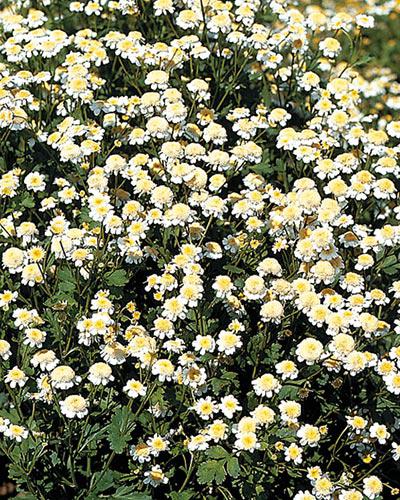 Matricaire Vegmo simple - CHRYSANTHEMUM PARTHENIUM